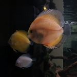 Golden Lollipop Discus photo review