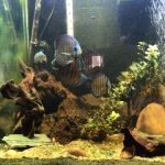 F1 Tefe Red-Spotted Green Discus photo review