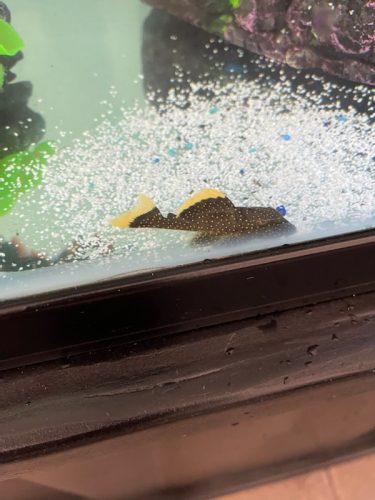 Gold Nugget Plecostomus photo review