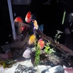 Golden Pigeon Discus photo review