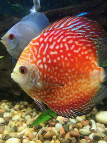 Super Pigeon Snakeskin Discus, Yellow Base photo review