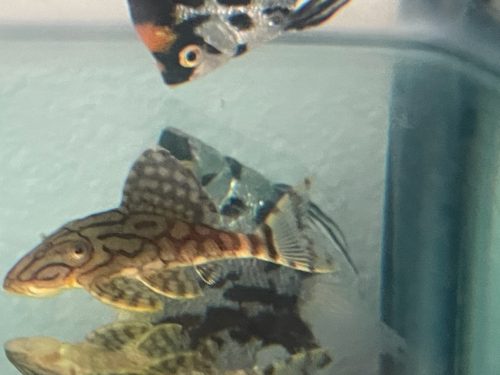 Royal Plecostomus photo review