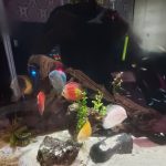 Golden Pigeon Discus photo review