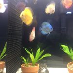 Golden Lollipop Discus photo review