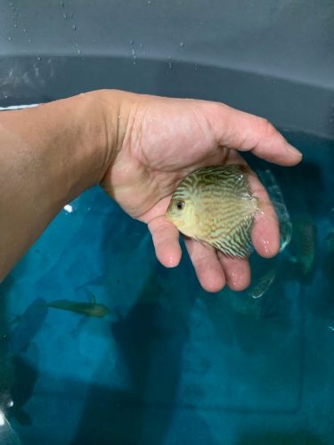 Brilliant Blue Turquoise Discus, Green Base photo review