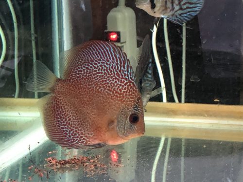 Penang Eruption Discus, Yellow Base photo review