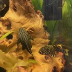 Gold Nugget Plecostomus photo review