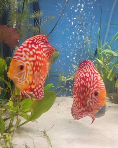 Checkerboard Pigeon Discus, Thick Pattern, Proven Breeding Pair photo review