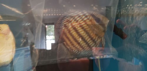Wild-Caught Royal Blue Discus photo review