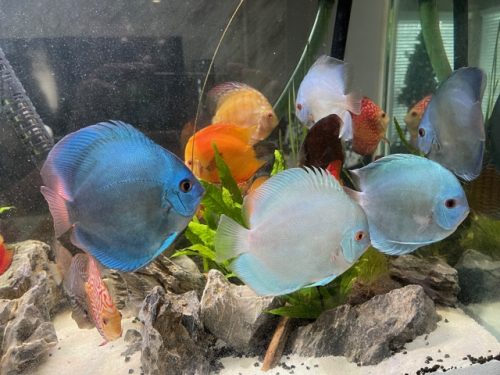 Cobalt Discus With Deep Blue Gene photo review