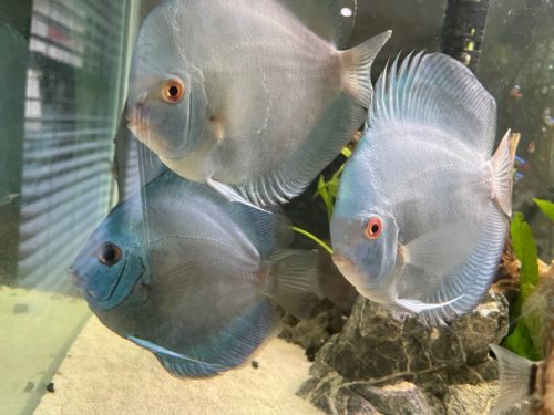 High Bodied Blue Diamond Discus With Deep Blue Gene photo review