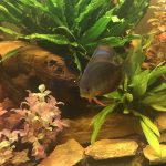 Rose Red Discus, Dark Base photo review