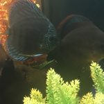 Rose Red Discus, Dark Base photo review
