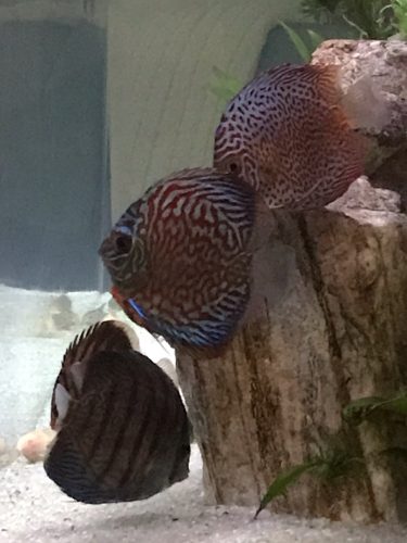 Blue Leopard Discus, Orange Base photo review