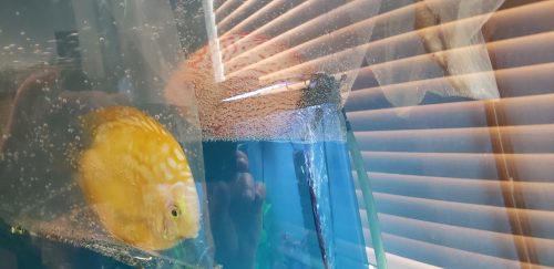 Yellow Rafflesia Discus photo review