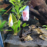 Yellow White Discus photo review