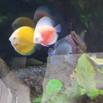 High Bodied Blue Diamond Discus With Deep Blue Gene photo review