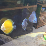High Bodied Blue Diamond Discus With Deep Blue Gene photo review
