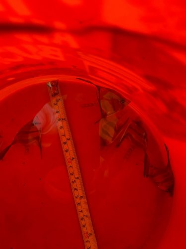 XXL Wild Atabapo Altum Angel Fish 6-8" photo review