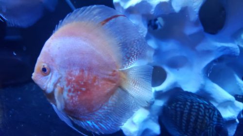 Striated Red White Discus photo review