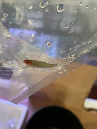 Large Rummy Nose Tetra (As seen at National Aquarium) Fat AAA Grade photo review