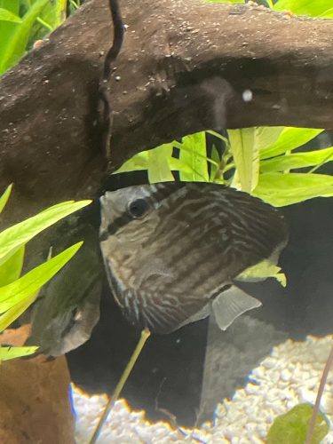 High Bodied Blue Tiger Turquoise Discus photo review