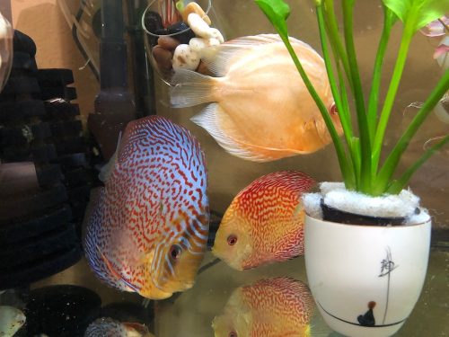Albino Golden Discus photo review