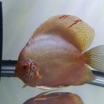 White Butterfly Discus, Proven Breeding Pair photo review