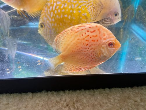 Golden Leopard Discus, Light Base photo review