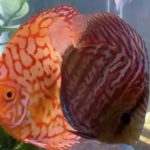 Classic Red Eagle Discus photo review