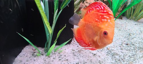 Golden Melon Throwback Discus photo review