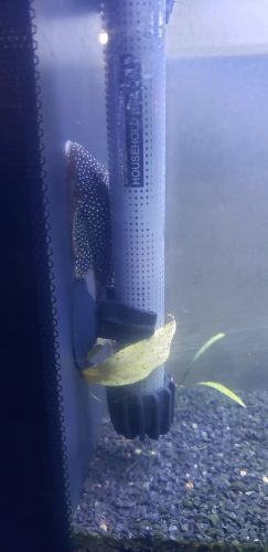 Gold Nugget Plecostomus photo review