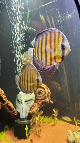 Wild Super Red Cuipeua Discus photo review
