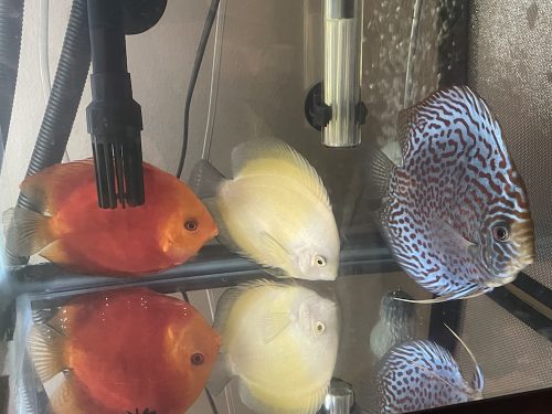 Golden Lollipop Discus photo review