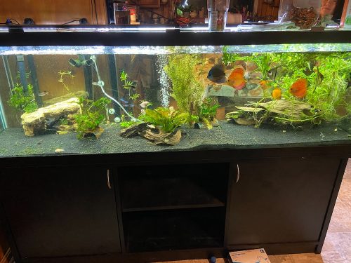 Golden Leopard Discus, Light Base photo review