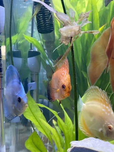 Golden Pigeon Discus photo review