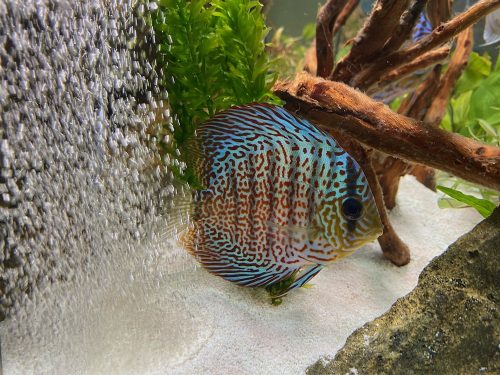 Classic Red Leopard Discus photo review