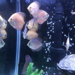 Golden Leopard Discus, Orange Base photo review