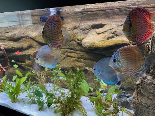 Striated Cobalt Discus photo review