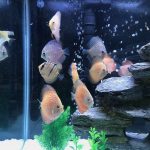 Golden Leopard Discus, Orange Base photo review