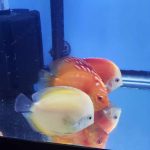 Albino Red Golden Melon Discus photo review