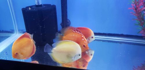 Super Red Melon Discus photo review