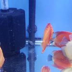 Albino Rafflesia Discus photo review