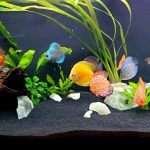 Golden Melon Throwback Discus photo review