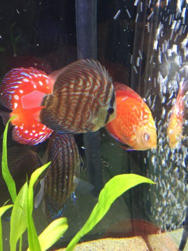 Golden Melon Throwback Discus photo review