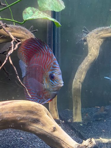 Red Tiger Turquoise Discus photo review