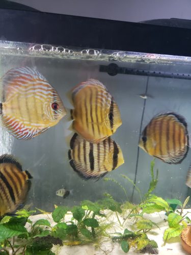 Wild Trombeta Ica Giant Discus photo review
