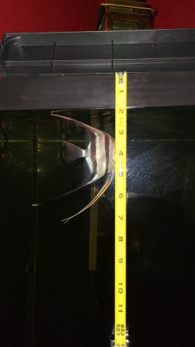 Jumbo Negro Wild Altum Angel Fish photo review