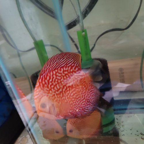 Golden Leopard Discus, Orange Base photo review