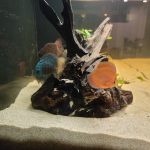 German Red Turquoise Discus, Blue Base photo review